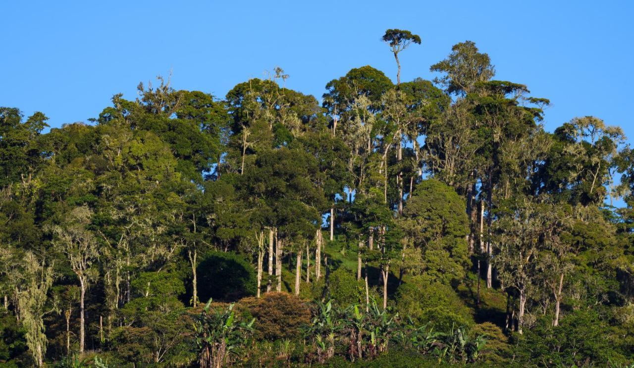 Arte De Plumas Birding Lodge Cartago Exterior photo
