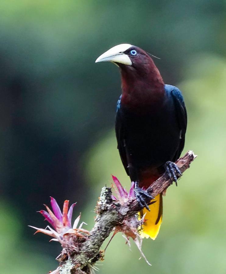 Arte De Plumas Birding Lodge Cartago Exterior photo