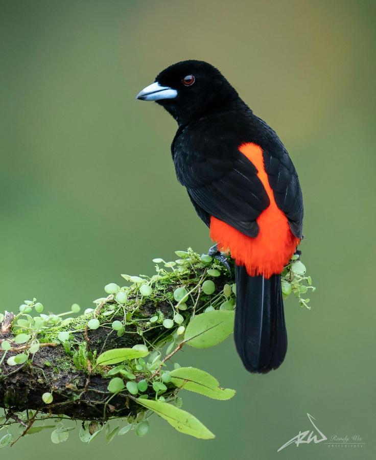 Arte De Plumas Birding Lodge Cartago Exterior photo