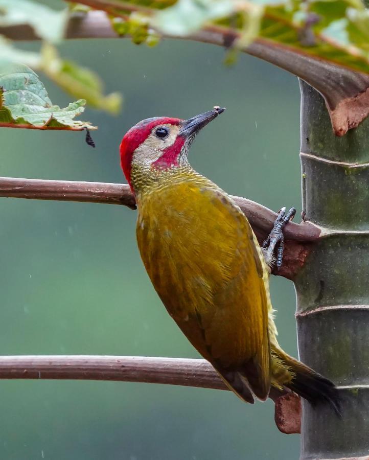 Arte De Plumas Birding Lodge Cartago Exterior photo