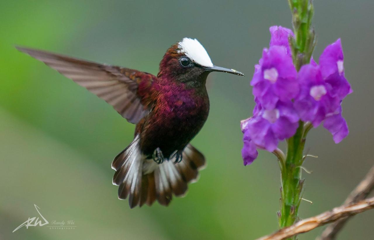 Arte De Plumas Birding Lodge Cartago Exterior photo