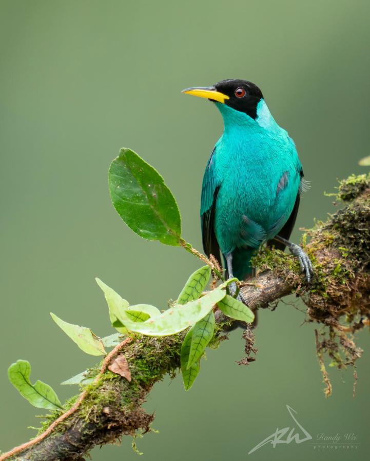 Arte De Plumas Birding Lodge Cartago Exterior photo