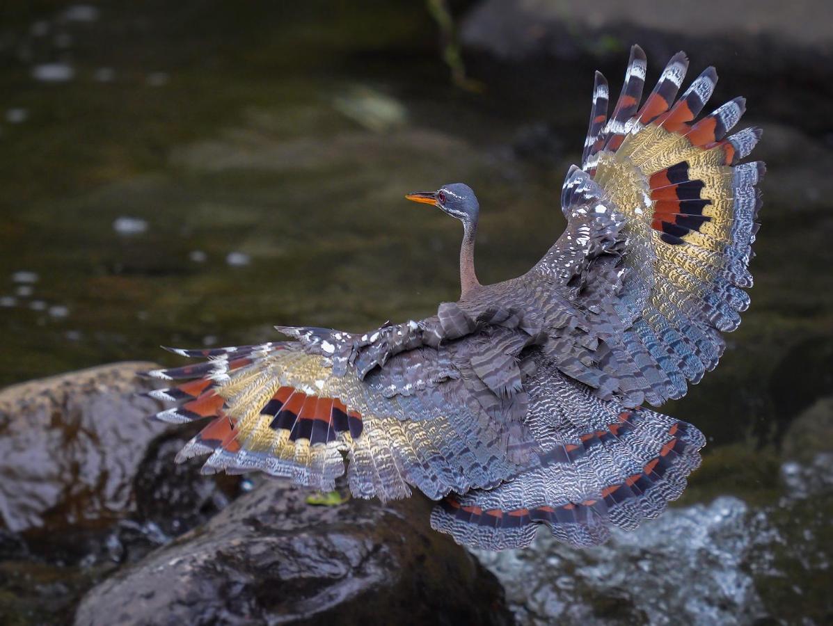 Arte De Plumas Birding Lodge Cartago Exterior photo