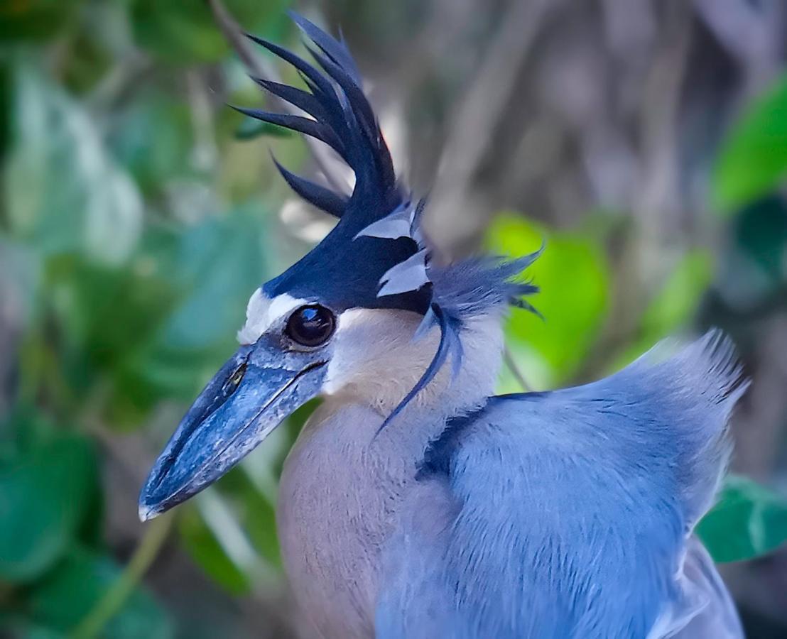 Arte De Plumas Birding Lodge Cartago Exterior photo