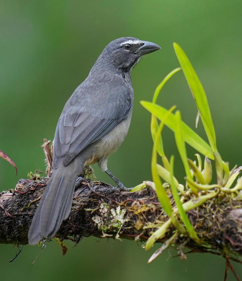 Arte De Plumas Birding Lodge Cartago Exterior photo