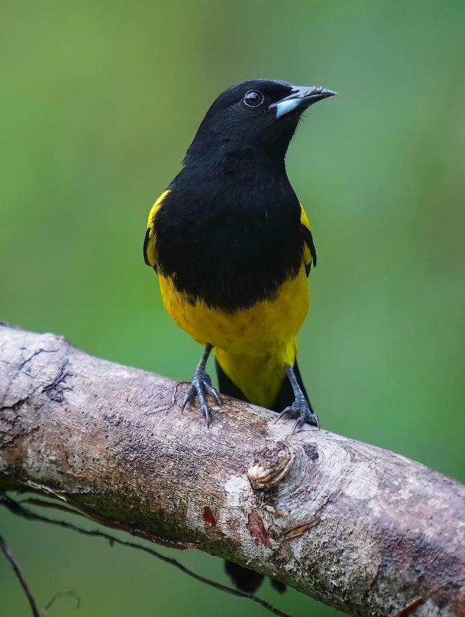 Arte De Plumas Birding Lodge Cartago Exterior photo