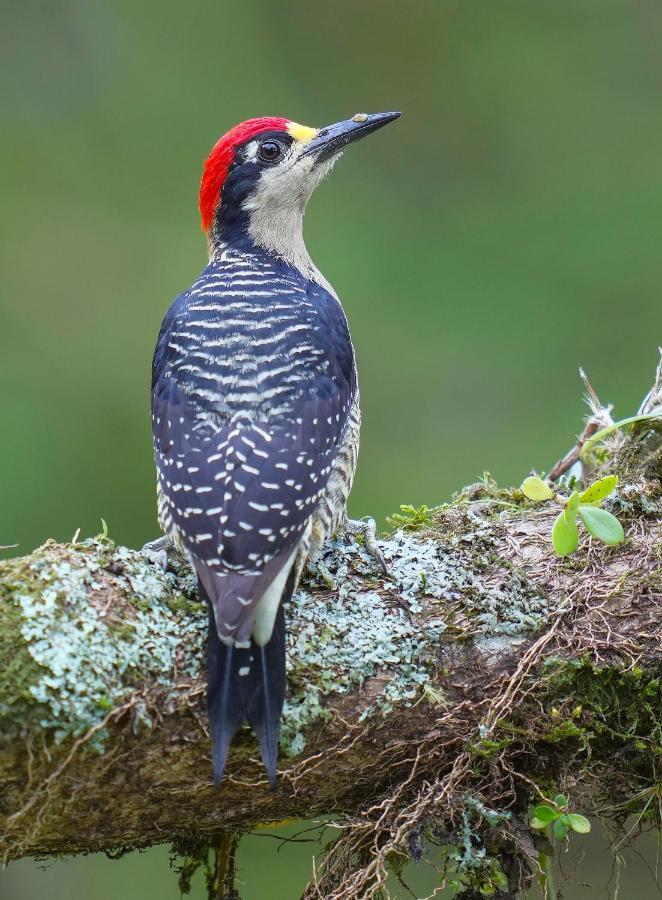 Arte De Plumas Birding Lodge Cartago Exterior photo